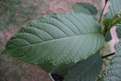 What Is Kratom - credit: thorporre